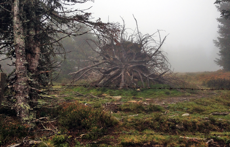 Die Krake im Wald – Etappe 16 Panoramaweg Südalpen