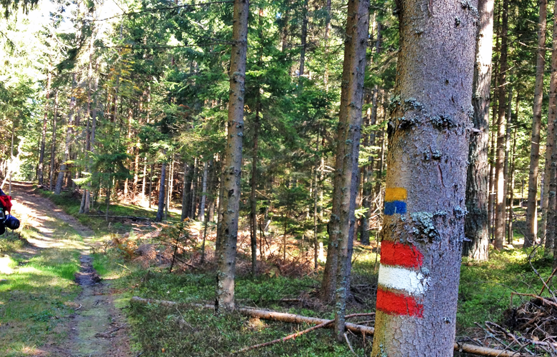Durch den Wald – Etappe 11 Panoramaweg Südalpen