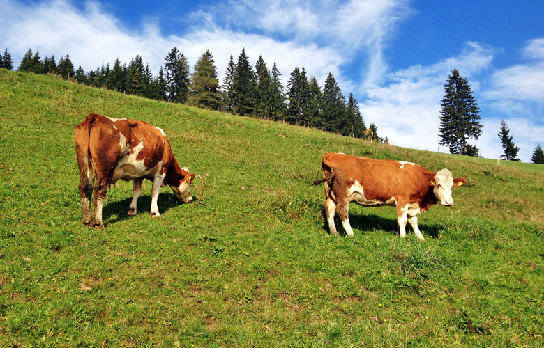 Kühe am Wegesrand – Abstieg Obdach Finale Panoramaweg Südalpen