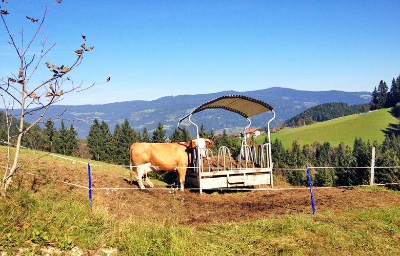 Kühe am Wegesrand – Etappe 11 Panoramaweg Südalpen