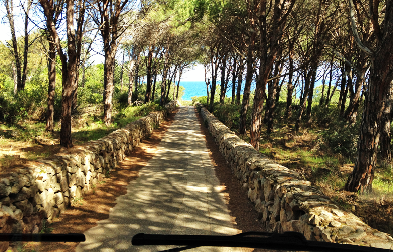 Straße durch den Pinienwald zum Kitespot Marina delle Rose, Sardinien